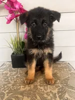 White Collar Female, a female German Shepherd Dog for sale in Morrisville, MO – 7 of 7