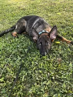 Brown Collar Male, a female German Shepherd Dog for sale in Morrisville, MO – 3 of 6
