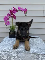 White Collar Female Puppy, a female German Shepherd Dog for sale in Morrisville, MO – 7 of 7