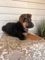 Brown Collar Male , a male German Shepherd Dog for sale in Morrisville, MO – Photo 3 of 5