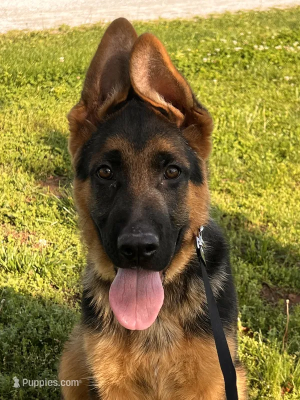 Brown Collar Male  – German Shepherd Dog puppy for sale in Morrisville, MO