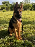 Brown Collar Male , a male German Shepherd Dog for sale in Morrisville, MO – 3 of 7