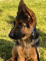 Brown Collar Male , a male German Shepherd Dog for sale in Morrisville, MO – 2 of 7