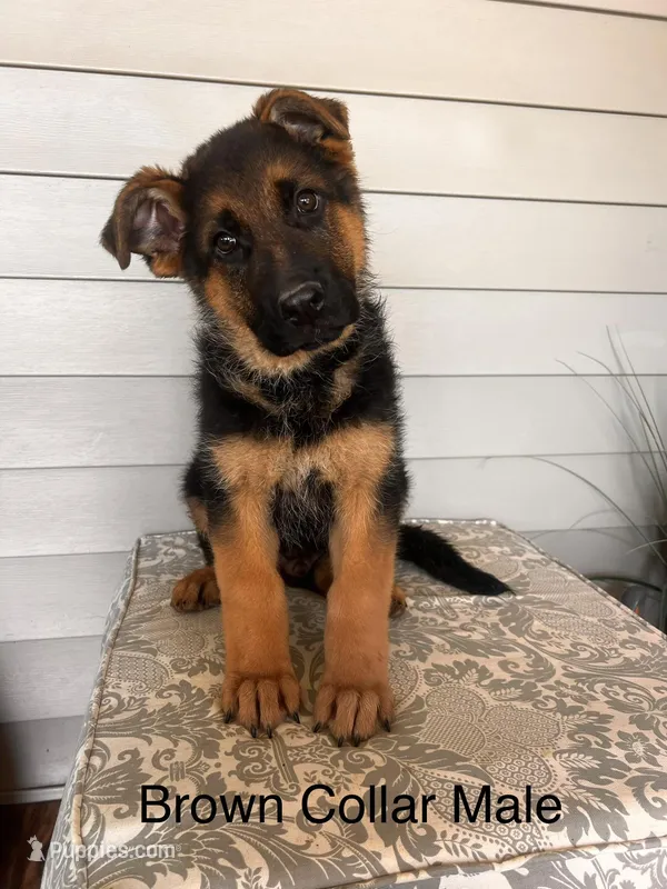 Brown Collar Male  – German Shepherd Dog puppy for sale in Morrisville, MO