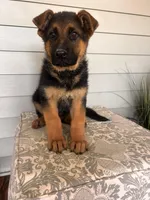 Brown Collar Male , a male German Shepherd Dog for sale in Morrisville, MO – Photo 2 of 5