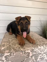 Brown Collar Male , a male German Shepherd Dog for sale in Morrisville, MO – Photo 4 of 5