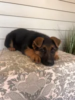 Brown Collar Male , a male German Shepherd Dog for sale in Morrisville, MO – Photo 5 of 5