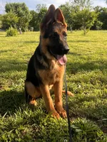 Brown Collar Male , a male German Shepherd Dog for sale in Morrisville, MO – 4 of 7