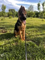 Brown Collar Male , a male German Shepherd Dog for sale in Morrisville, MO – 5 of 7