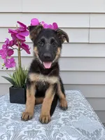 Red Collar Female, a female German Shepherd Dog for sale in Morrisville, MO – 5 of 6