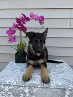 White Collar Female Puppy, a female German Shepherd Dog for sale in Morrisville, MO – 2 of 7