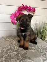 Pink Collar Female Puppy, a female German Shepherd Dog for sale in Morrisville, MO – Photo 2 of 4