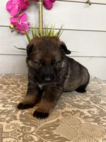 Pink Collar Female Puppy, a female German Shepherd Dog for sale in Morrisville, MO – Photo 5 of 6