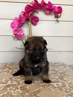 Pink Collar Female Puppy, a female German Shepherd Dog for sale in Morrisville, MO – Photo 2 of 6