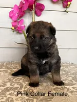 Pink Collar Female Puppy, a female German Shepherd Dog for sale in Morrisville, MO – Photo 1 of 6