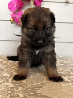 Pink Collar Female Puppy, a female German Shepherd Dog for sale in Morrisville, MO – Photo 3 of 6