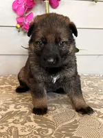 Pink Collar Female Puppy, a female German Shepherd Dog for sale in Morrisville, MO – Photo 6 of 6