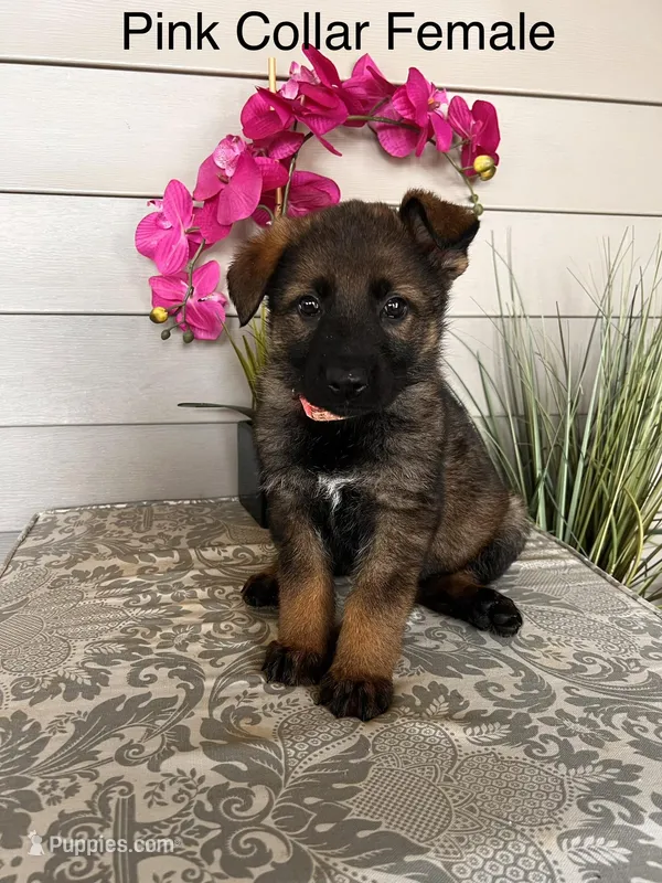 Pink Collar Female Puppy – German Shepherd Dog puppy for sale in Morrisville, MO