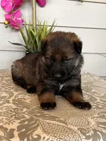 Pink Collar Female Puppy, a female German Shepherd Dog for sale in Morrisville, MO – Photo 4 of 6