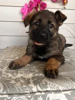 Pink Collar Female Puppy, a female German Shepherd Dog for sale in Morrisville, MO – Photo 4 of 4