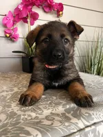Pink Collar Female Puppy, a female German Shepherd Dog for sale in Morrisville, MO – Photo 3 of 4