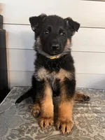 Yellow Collar Male, a male German Shepherd Dog for sale in Morrisville, MO – 2 of 5