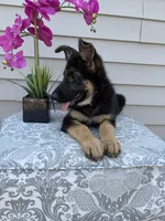 Light Pink Collar Female, a female German Shepherd Dog for sale in Morrisville, MO – 4 of 7