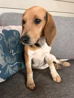 Purple Collar Female, a female Beagle for sale in Morrisville, MO – Photo 6 of 6