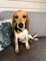 Purple Collar Female, a female Beagle for sale in Morrisville, MO – Photo 2 of 6