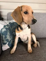 Purple Collar Female, a female Beagle for sale in Morrisville, MO – Photo 3 of 6