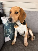 Purple Collar Female, a female Beagle for sale in Morrisville, MO – Photo 4 of 6