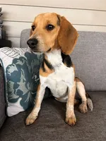 Purple Collar Female, a female Beagle for sale in Morrisville, MO – Photo 5 of 6