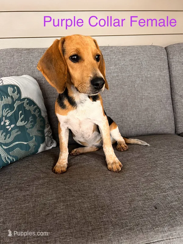 Purple Collar Female