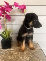 Black Collar Male, a female German Shepherd Dog for sale in Morrisville, MO – 5 of 5