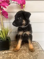 Black Collar Male, a female German Shepherd Dog for sale in Morrisville, MO – 2 of 5