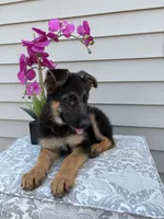 Red Collar Female, a female German Shepherd Dog for sale in Morrisville, MO – 2 of 6