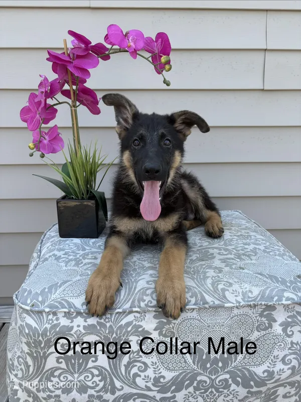 Orange Collar Male Puppy – German Shepherd Dog puppy for sale in Morrisville, MO