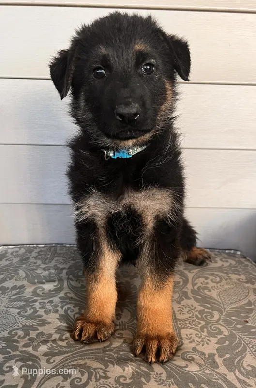 Blue Collar Male  – German Shepherd Dog puppy for sale in Morrisville, MO