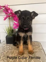Purple collar Female, a female German Shepherd Dog for sale in Morrisville, MO – 1 of 6