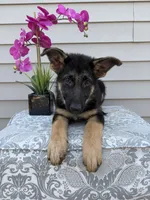 Light Pink Collar Female, a female German Shepherd Dog for sale in Morrisville, MO – 5 of 7