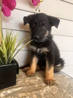 Black Collar Male, a female German Shepherd Dog for sale in Morrisville, MO – 3 of 5