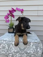 Green Collar Male, a female German Shepherd Dog for sale in Morrisville, MO – 9 of 9