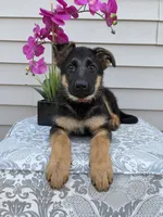 Red Collar Female, a female German Shepherd Dog for sale in Morrisville, MO – 6 of 6