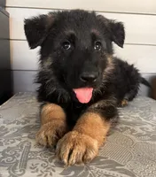 Green Collar Male, a male German Shepherd Dog for sale in Morrisville, MO – 5 of 6