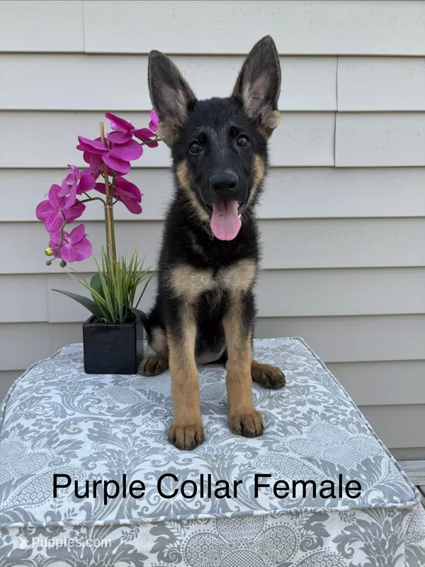Purple Collar Female  – German Shepherd Dog puppy for sale in Morrisville, MO