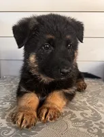 Pink Collar Female Puppy, a female German Shepherd Dog for sale in Morrisville, MO – 3 of 6