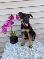 Orange Collar Male Puppy, a female German Shepherd Dog for sale in Morrisville, MO – 5 of 6