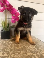 Pink Collar Female, a female German Shepherd Dog for sale in Morrisville, MO – 5 of 6