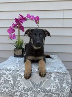 Green Collar Male, a female German Shepherd Dog for sale in Morrisville, MO – 6 of 9