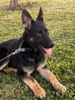Dark Green Collar Male , a female German Shepherd Dog for sale in Morrisville, MO – 7 of 8